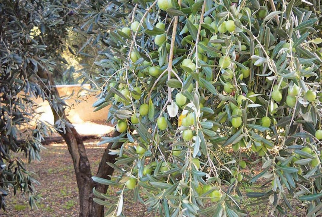 Ελιές χτυπήθηκαν από χαλάζι στο Οφρύνιο