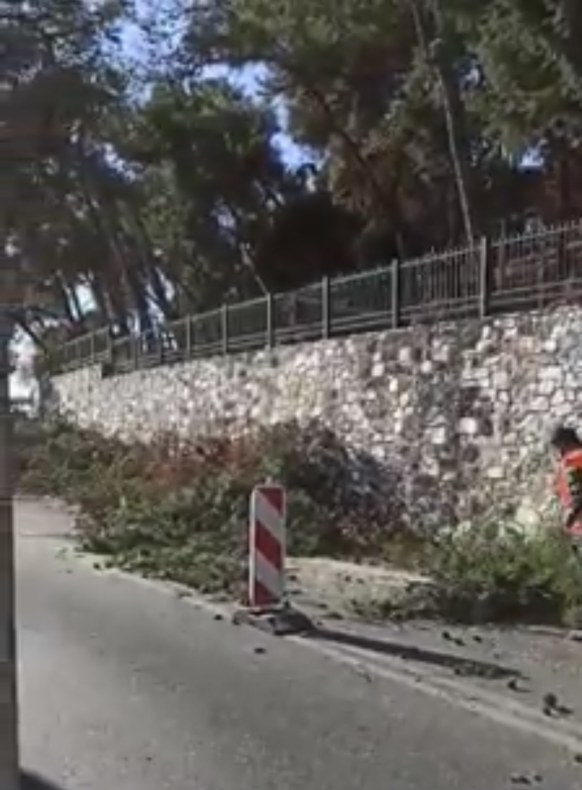 Η υπηρεσία πρασίνου κλάδεψε και έκοψε τα επικίνδυνα κλαδιά στο δασάκι των Πεντακοσίων- Video