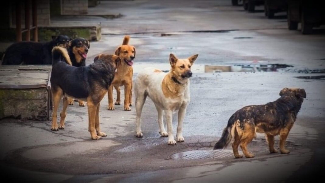 Τρία αδέσποτα σκυλιά περισυνέλεξε ο Δήμος Καβάλας απο τις Κρηνίδες λόγω περιστατικών επιθετικότητας