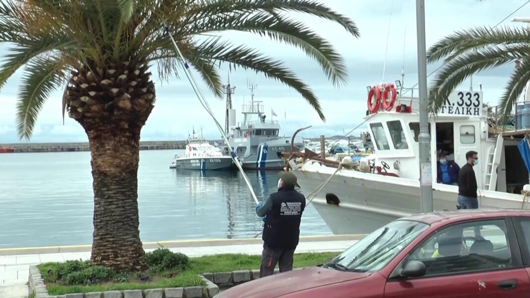 Επιχείρηση σωτηρίας των φοινίκων της παραλίας από τον Οργανισμό Λιμένος Καβάλας