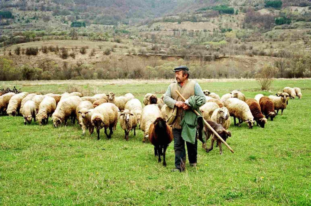 Κτηνοτροφικοί Σύλλογοι ΑΜΘ: Ούτε με το χωροφύλαξ, ούτε με τον αστυφύλαξ, μόνο με τον τσοπάνο