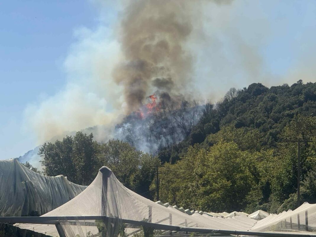 Φωτιά στο Μυρτόφυτο – Κατασβέστηκε σε μισή ώρα χάρη στην άμεση επέμβαση
